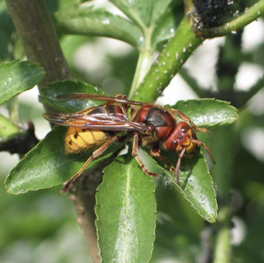 Merkblatt Bienen, Wespen, Hummeln