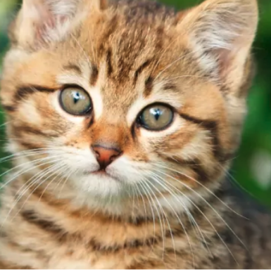 Merkblatt Gefahren für Katzen in Haus und Garten