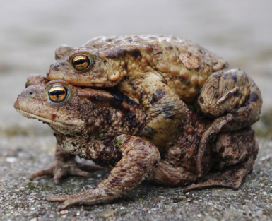 Merkblatt Amphibien-Wanderung