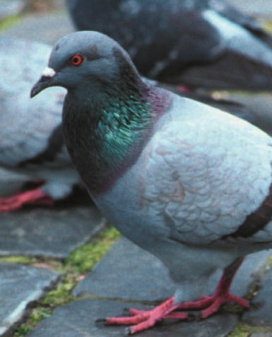 Merkblatt Tauben und Schwalben am Haus