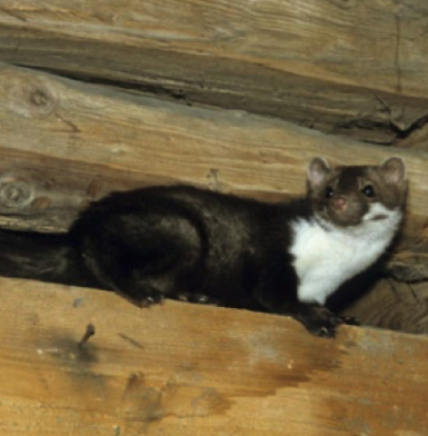 Akkordeon Merkblatt Unser Nachbar, der Marder